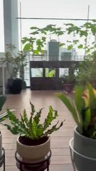 Sunrise Avenue (D28), Terrace #498112891